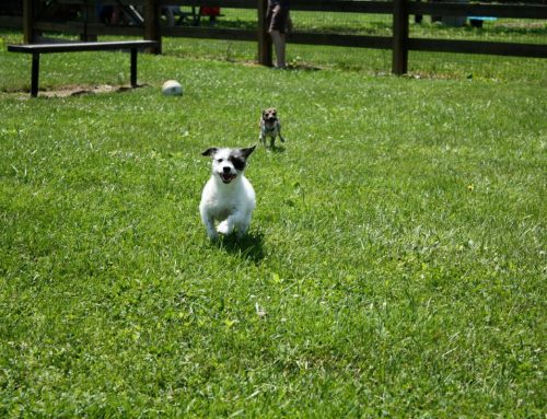 Northern Nevada Dog Parks and Trails