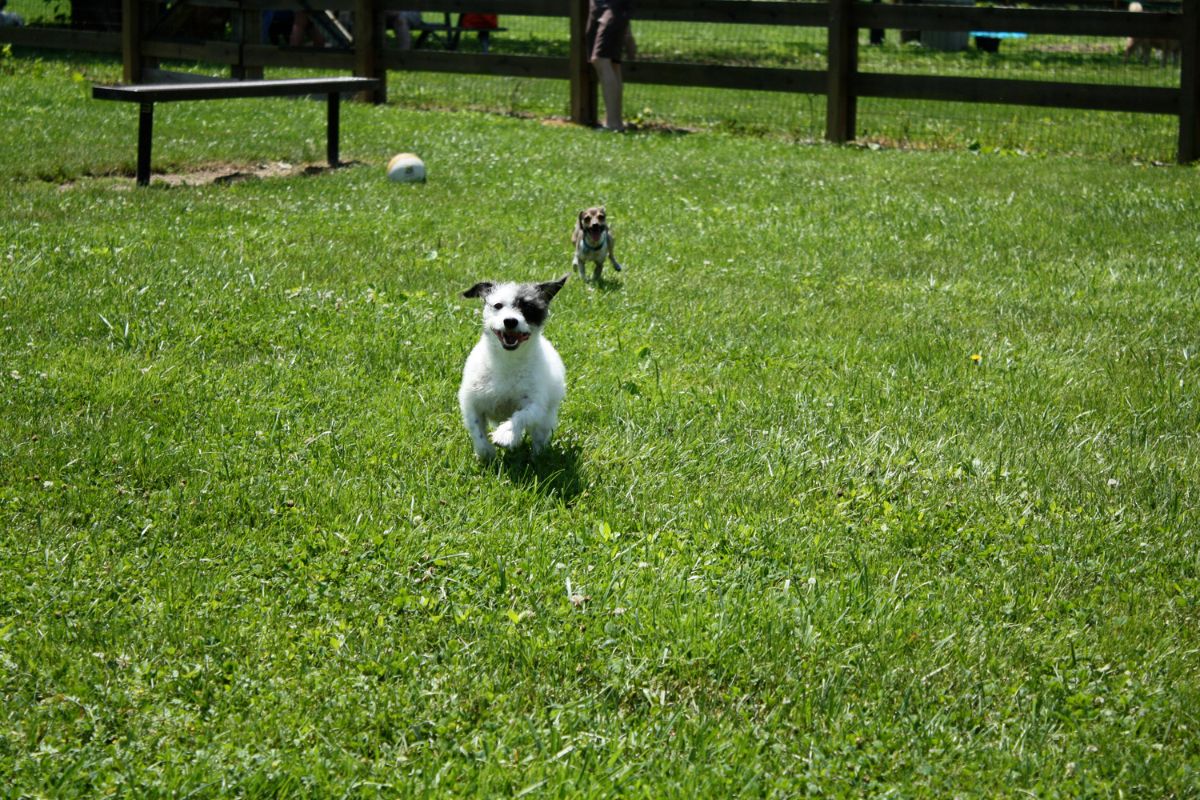 Northern Nevada Dog Parks and Trails