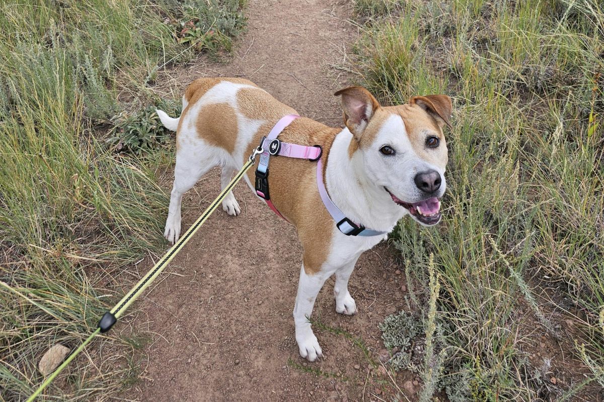  Northern Nevada Dog Parks and Trails